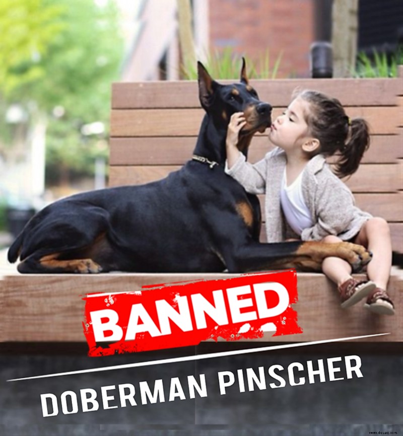 11 Länder, in denen Dobermann-Pinscher verboten oder eingeschränkt sind 