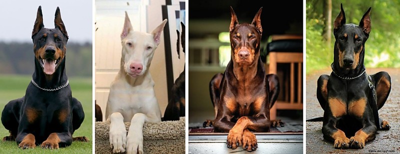 11 Länder, in denen Dobermann-Pinscher verboten oder eingeschränkt sind 