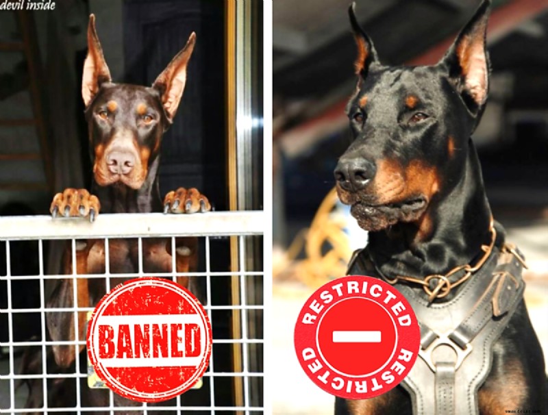 11 Länder, in denen Dobermann-Pinscher verboten oder eingeschränkt sind 