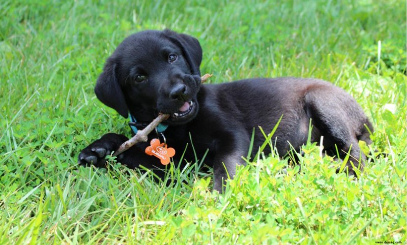 So verhindern Sie, dass ein Labrador-Welpe springt und beißt 