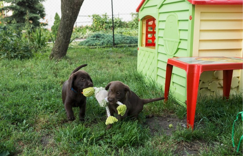 So verhindern Sie, dass ein Labrador-Welpe springt und beißt 