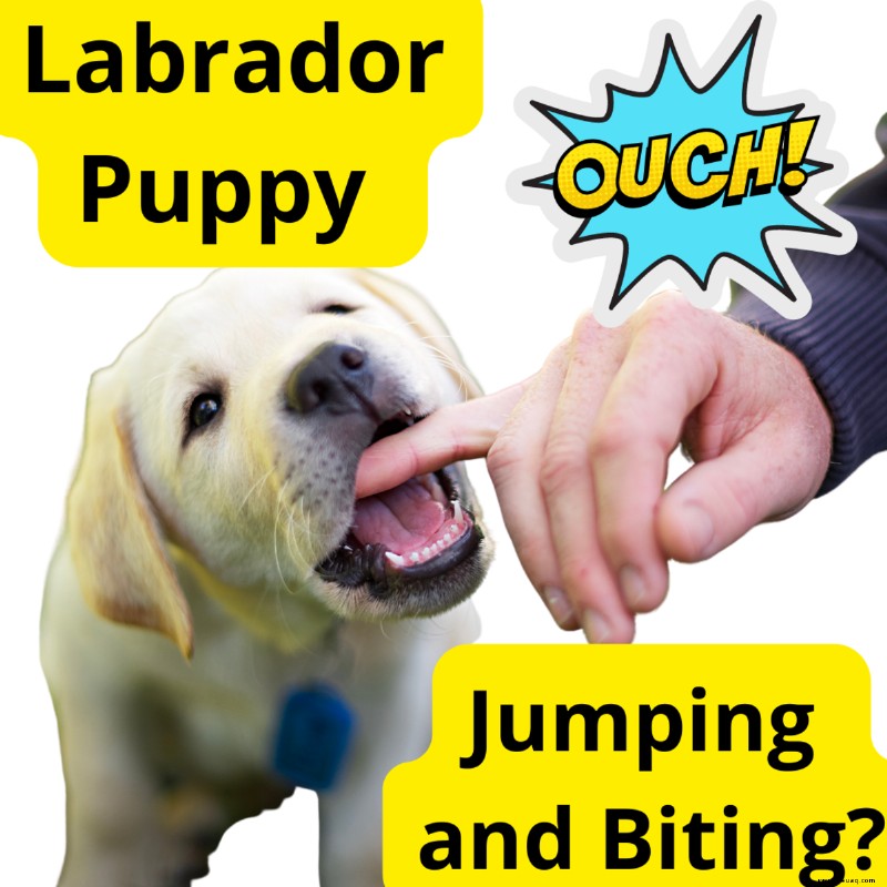 So verhindern Sie, dass ein Labrador-Welpe springt und beißt 