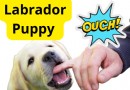 So verhindern Sie, dass ein Labrador-Welpe springt und beißt 