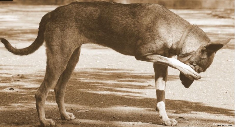 10 Gründe, warum Ihr Hund sich die Augen kratzt 