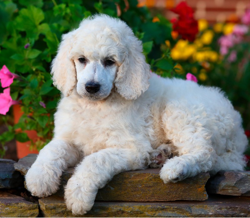 21 süßeste kleine und flauschige Hunde 