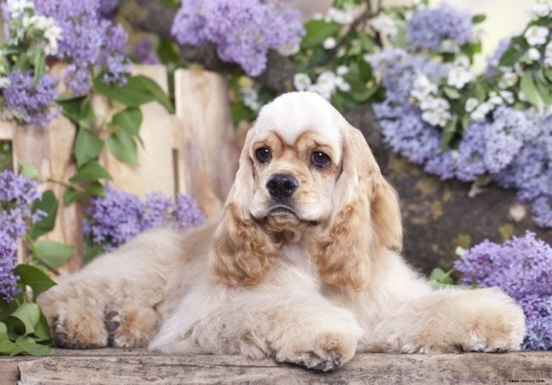 21 süßeste kleine und flauschige Hunde 