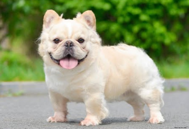 21 süßeste kleine und flauschige Hunde 