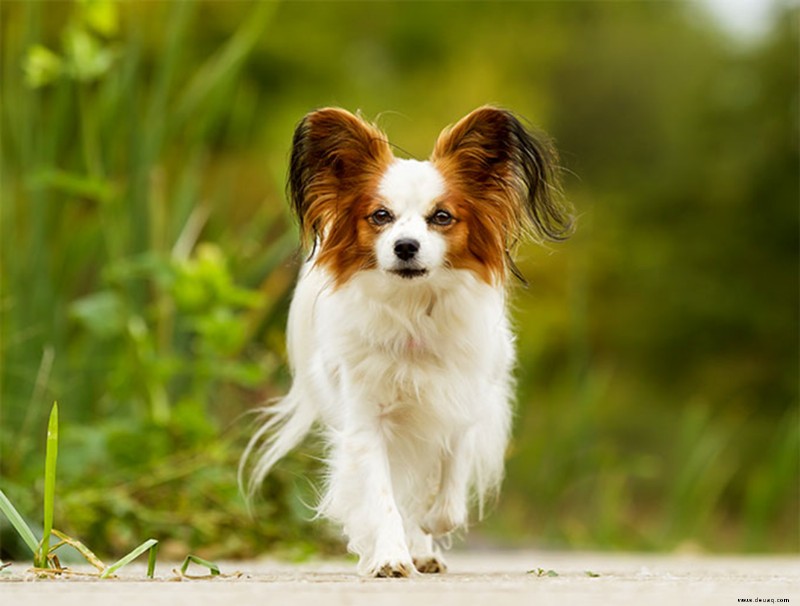 21 süßeste kleine und flauschige Hunde 