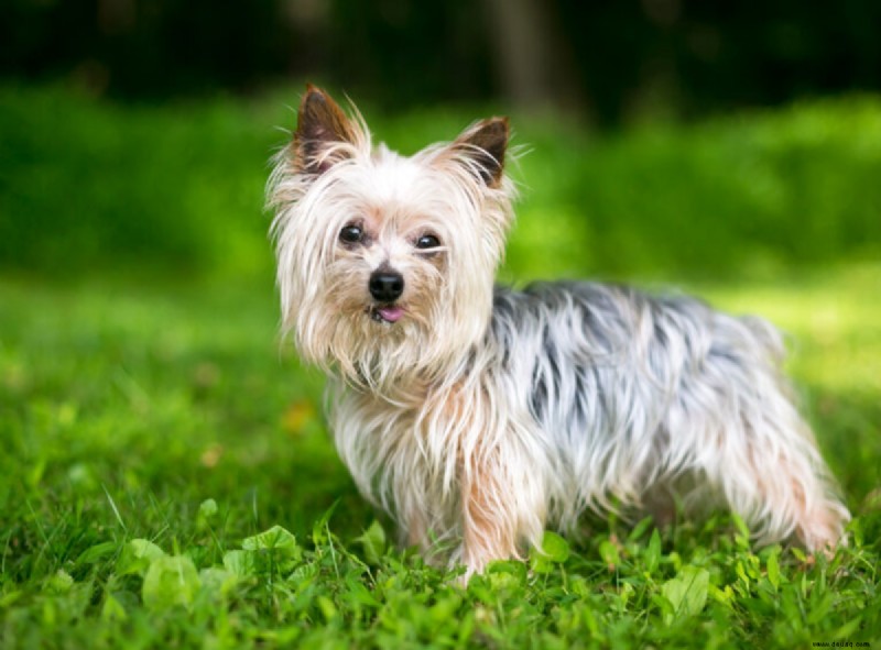 21 süßeste kleine und flauschige Hunde 