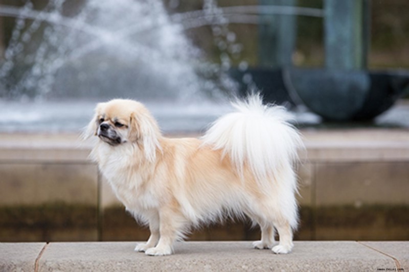 21 süßeste kleine und flauschige Hunde 