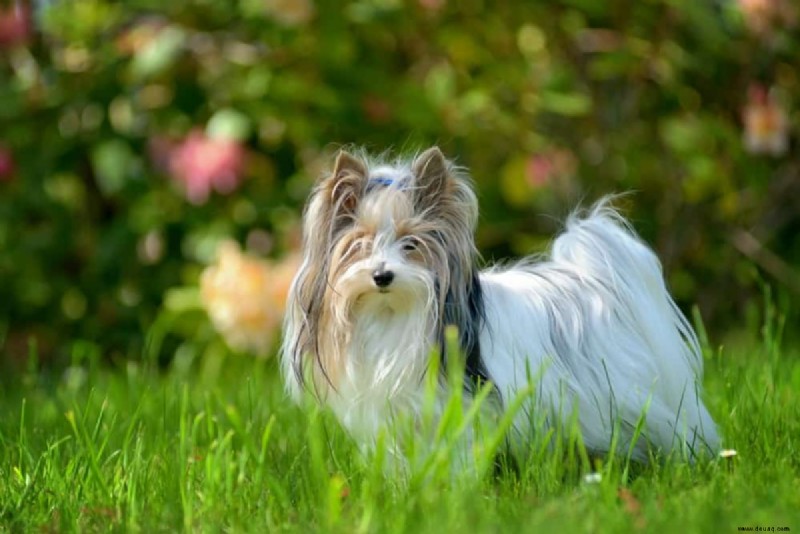 21 süßeste kleine und flauschige Hunde 