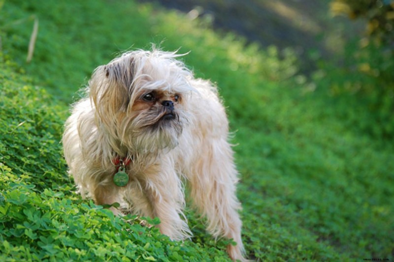 21 süßeste kleine und flauschige Hunde 