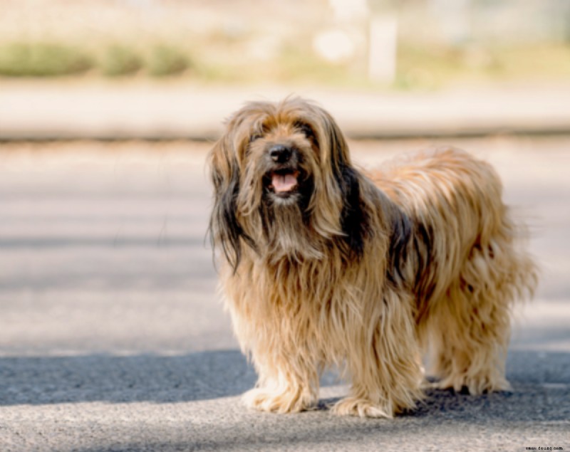 21 süßeste kleine und flauschige Hunde 