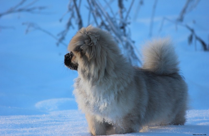 21 süßeste kleine und flauschige Hunde 