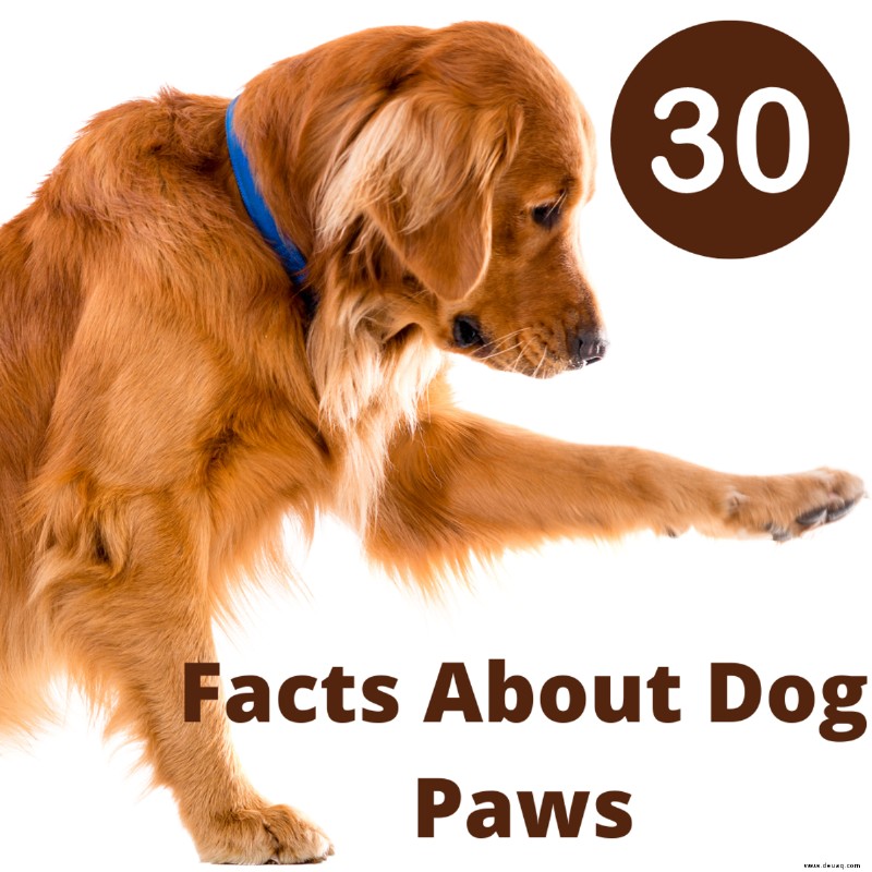 30 faszinierende Fakten über Hundepfoten 