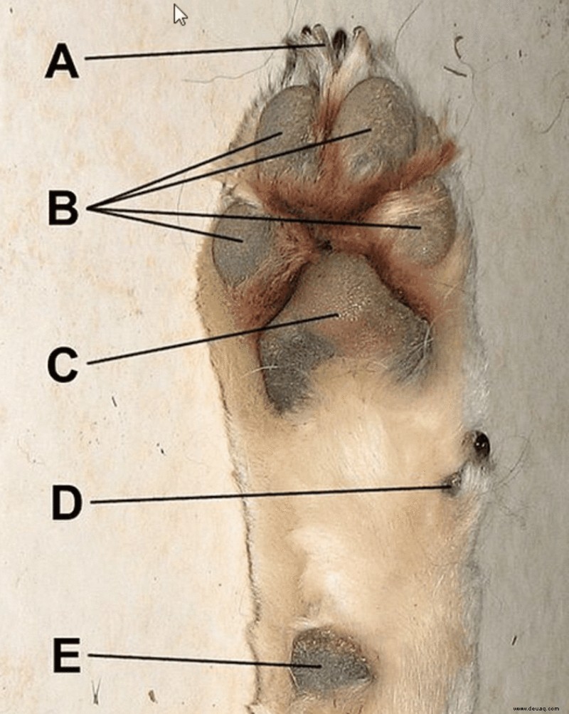 30 faszinierende Fakten über Hundepfoten 