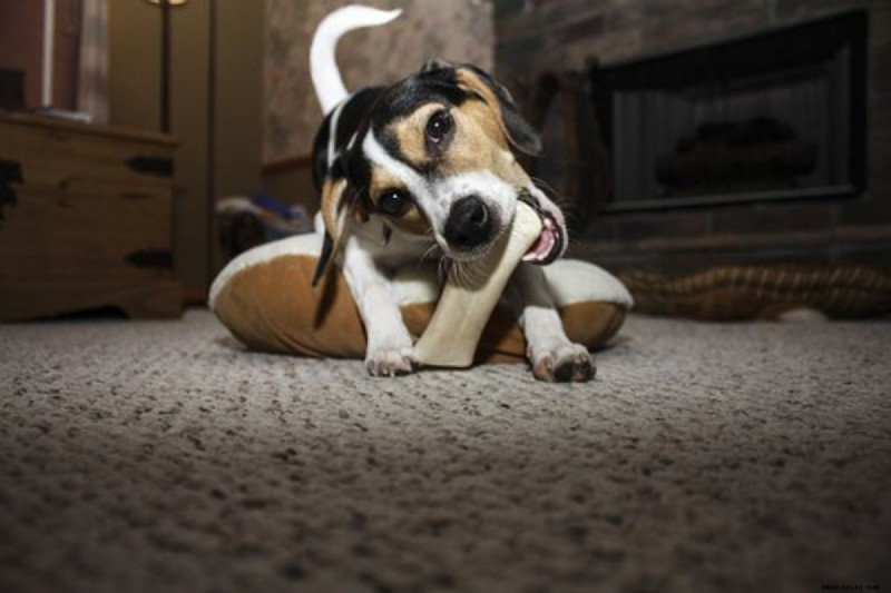 8 Möglichkeiten, Ihren Hund zu beruhigen (bevor Sie Bananen machen) 