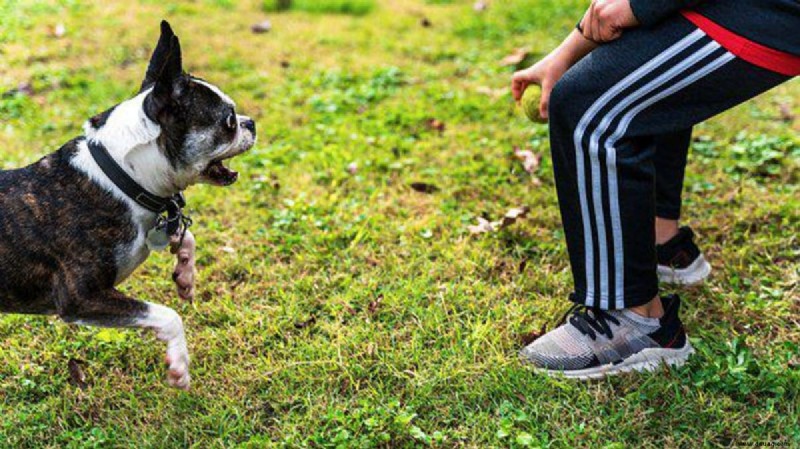 8 Möglichkeiten, Ihren Hund zu beruhigen (bevor Sie Bananen machen) 