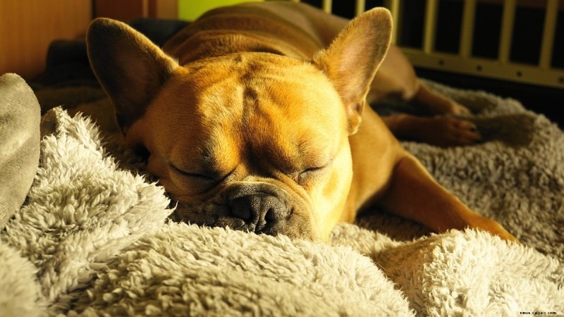 8 Möglichkeiten, Ihren Hund zu beruhigen (bevor Sie Bananen machen) 