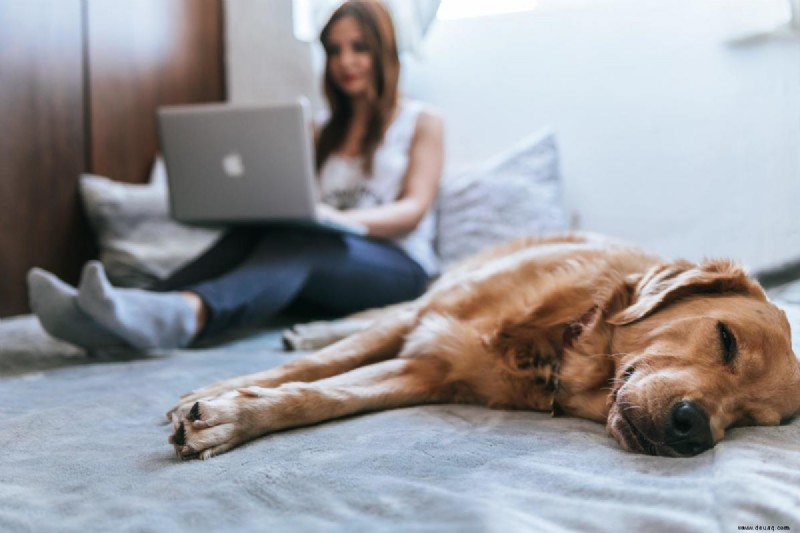 8 Möglichkeiten, Ihren Hund zu beruhigen (bevor Sie Bananen machen) 