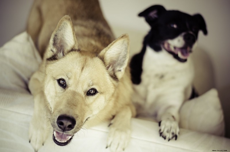 8 Möglichkeiten, Ihren Hund zu beruhigen (bevor Sie Bananen machen) 