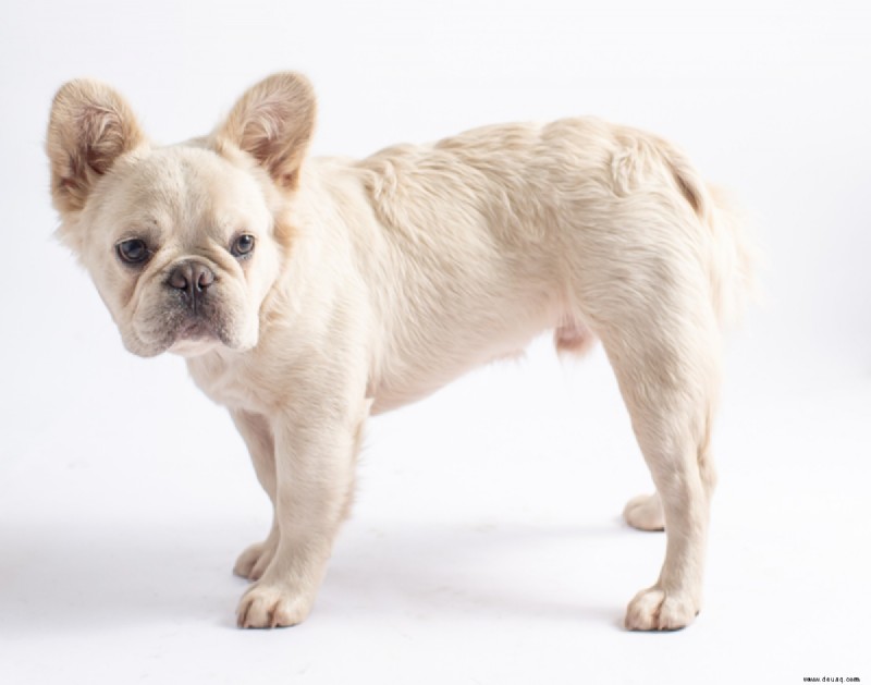 Die 15 beliebtesten Mischlingshunde der französischen Bulldogge 