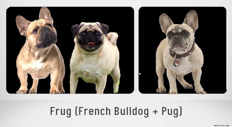 Die 15 beliebtesten Mischlingshunde der französischen Bulldogge 