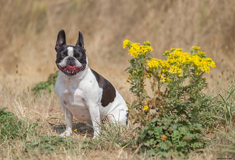 Die 15 beliebtesten Mischlingshunde der französischen Bulldogge 