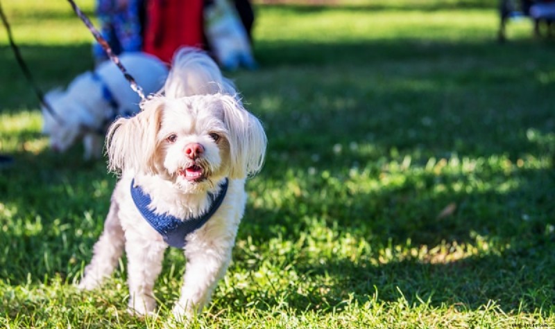 Die 15 beliebtesten Mischlingshunde der französischen Bulldogge 