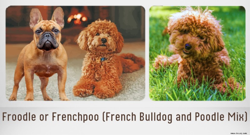 Die 15 beliebtesten Mischlingshunde der französischen Bulldogge 