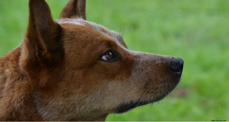 Sind Australian Cattle Dogs (Heeler) energiereich? 