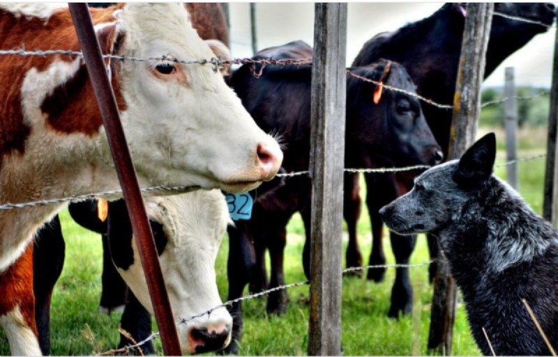 Sind Australian Cattle Dogs (Heeler) energiereich? 