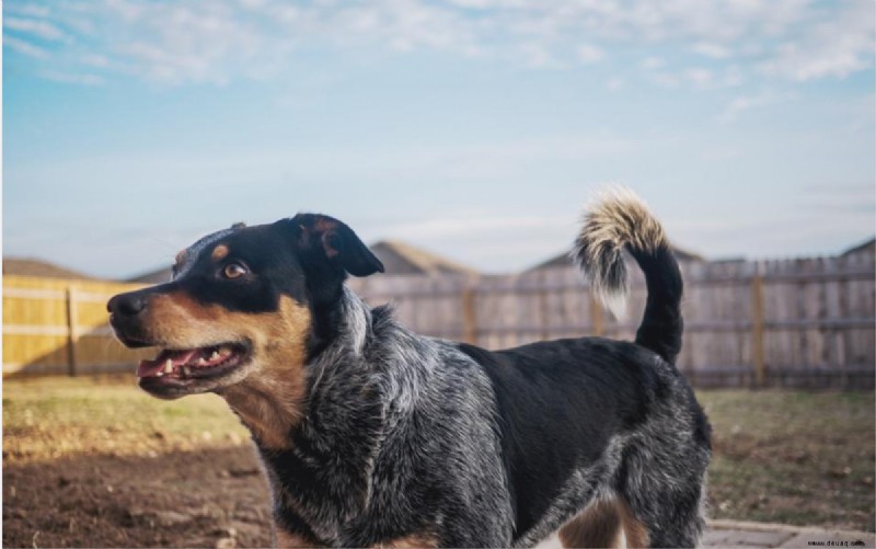 Sind Australian Cattle Dogs (Heeler) energiereich? 