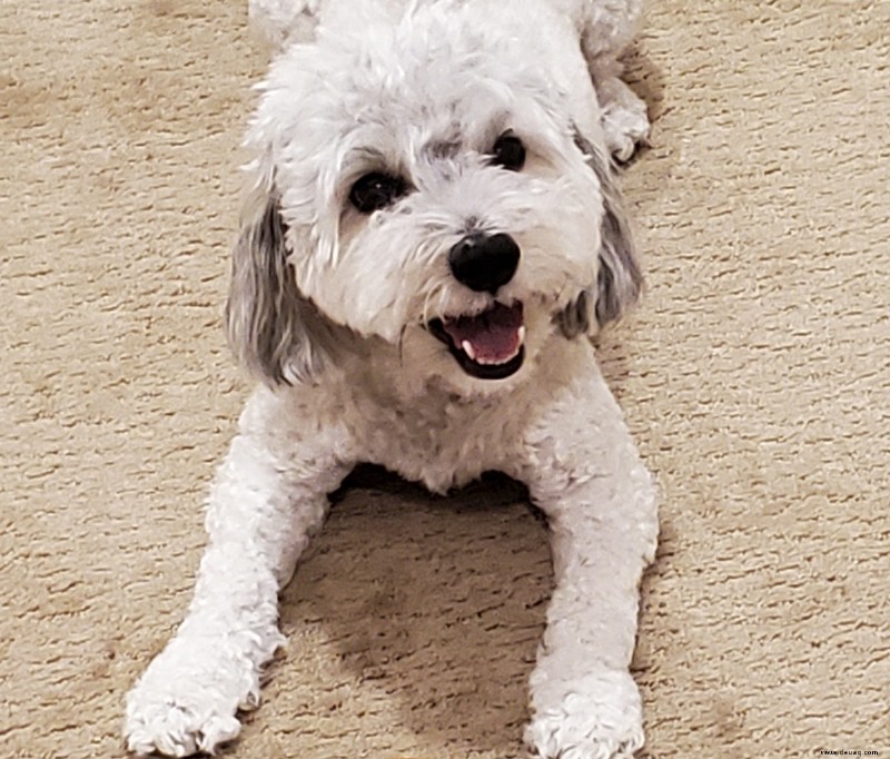 Vor- und Nachteile des Besitzes eines Maltipoo (maltesischer Pudel) 