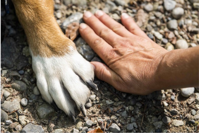 Polydaktylie bei Hunden (zusätzliche Zehen in den Vorder- und Hinterbeinen) 