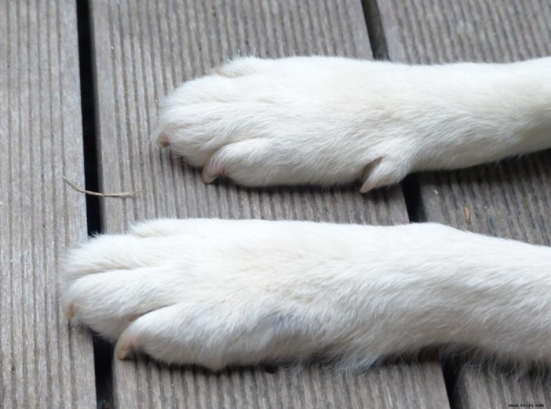 Polydaktylie bei Hunden (zusätzliche Zehen in den Vorder- und Hinterbeinen) 