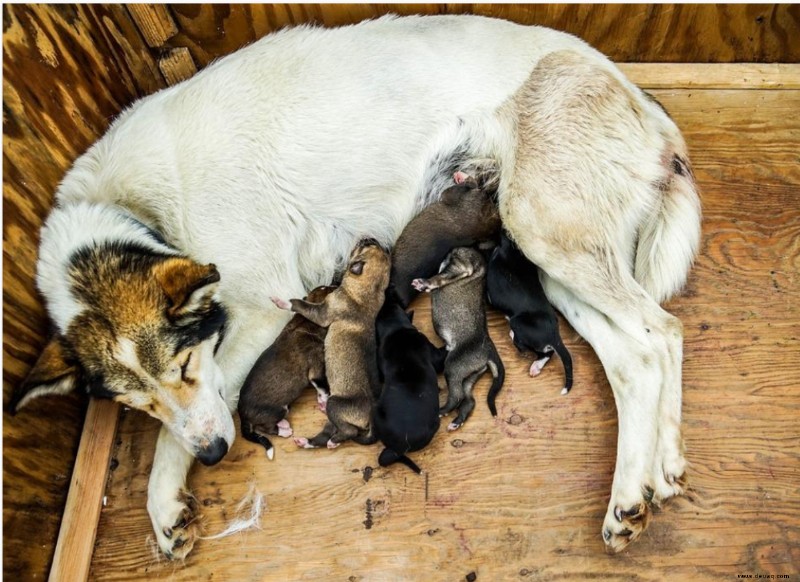 Die 12 Anzeichen für bevorstehende Wehen bei Hunden 