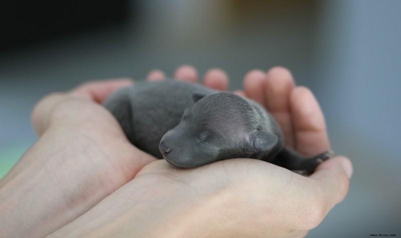 Die 12 Anzeichen für bevorstehende Wehen bei Hunden 