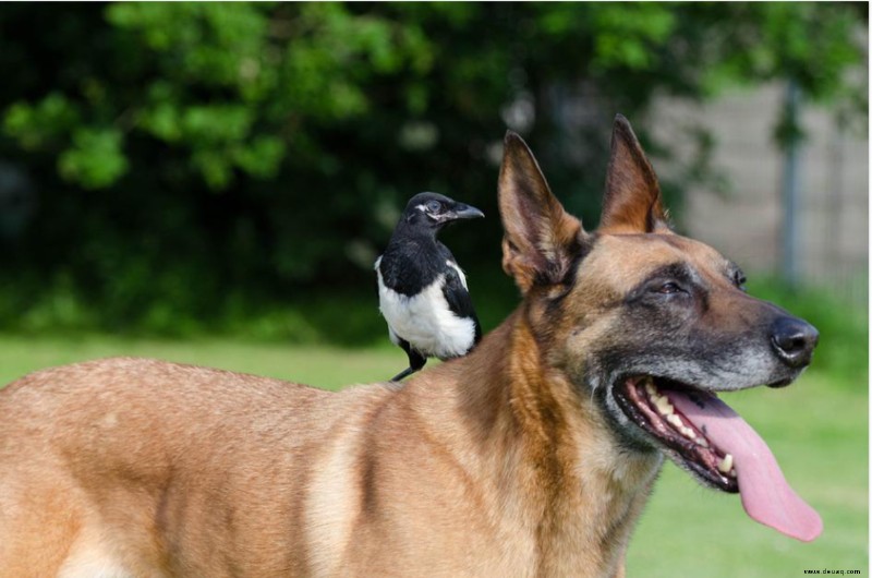 Warum hat mein Hund meinen Haustiervogel angegriffen? 