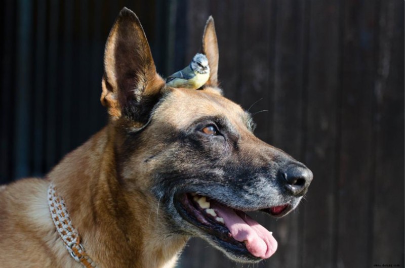 Warum hat mein Hund meinen Haustiervogel angegriffen? 