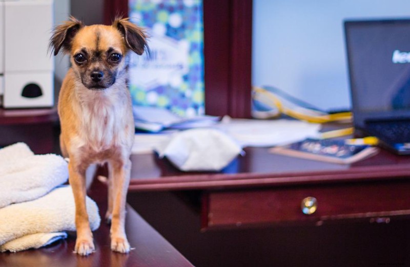 So stoppen Sie das Bellen Ihrer Hunde, wenn Sie von zu Hause aus arbeiten 