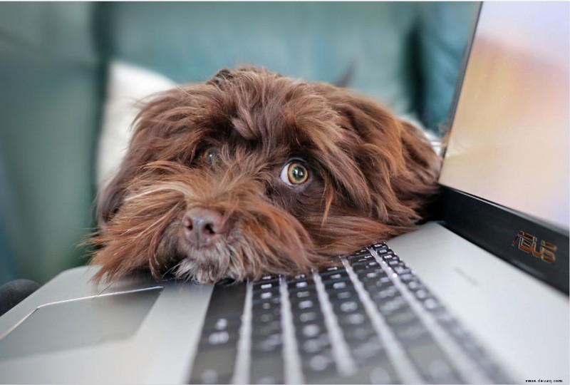 So stoppen Sie das Bellen Ihrer Hunde, wenn Sie von zu Hause aus arbeiten 