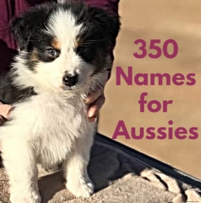 Über 350 beste Namen für Australian Shepherds (mit ihrer Bedeutung) 