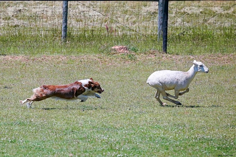 Über 350 beste Namen für Australian Shepherds (mit ihrer Bedeutung) 