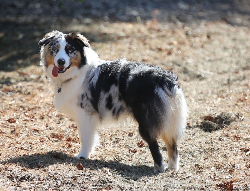 Über 350 beste Namen für Australian Shepherds (mit ihrer Bedeutung) 