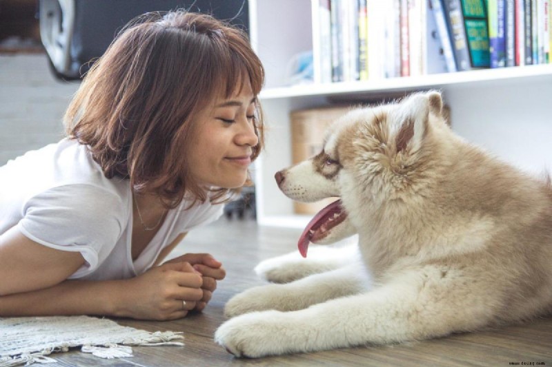 Finden Sie den richtigen Hund mit einer Online-Rassenauswahl 