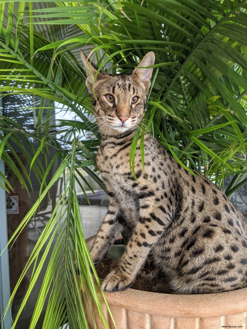 Ungiftige Zimmerpflanzen, die für Ihre Katze sicher sind 