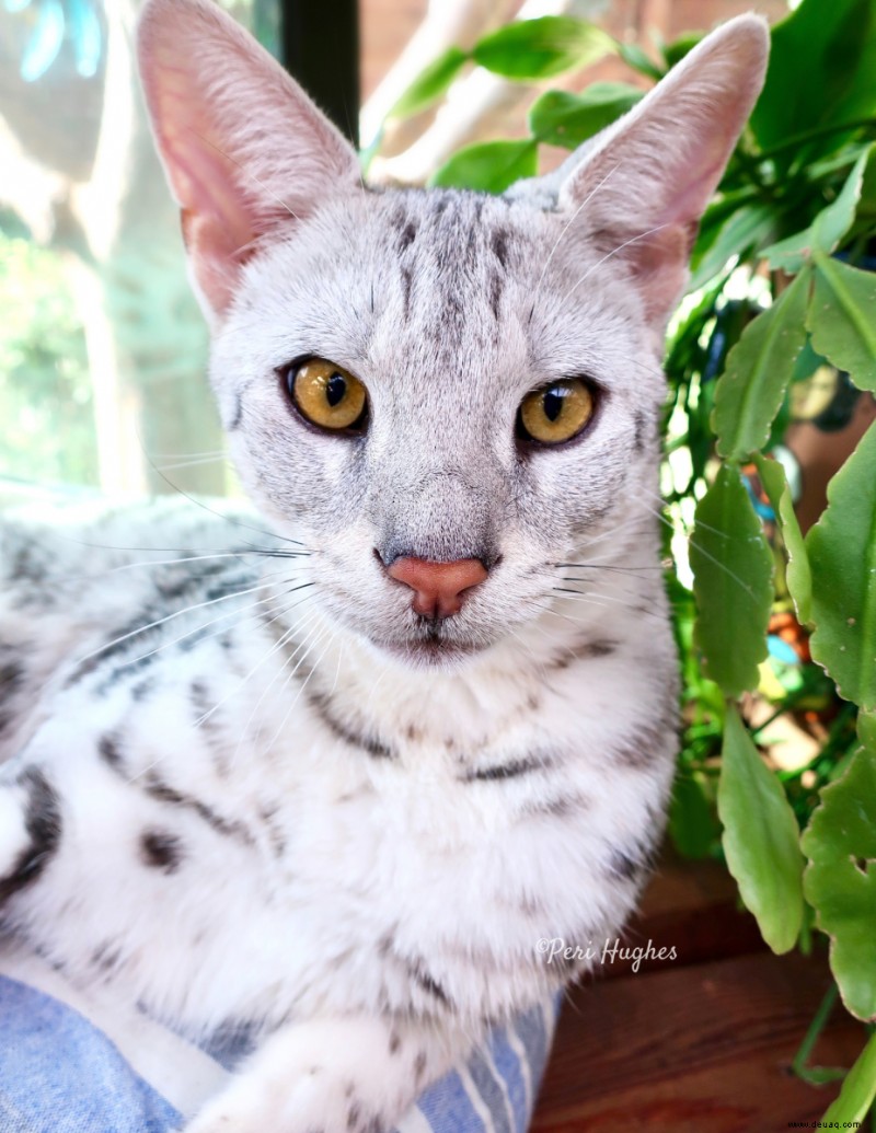 Ungiftige Zimmerpflanzen, die für Ihre Katze sicher sind 