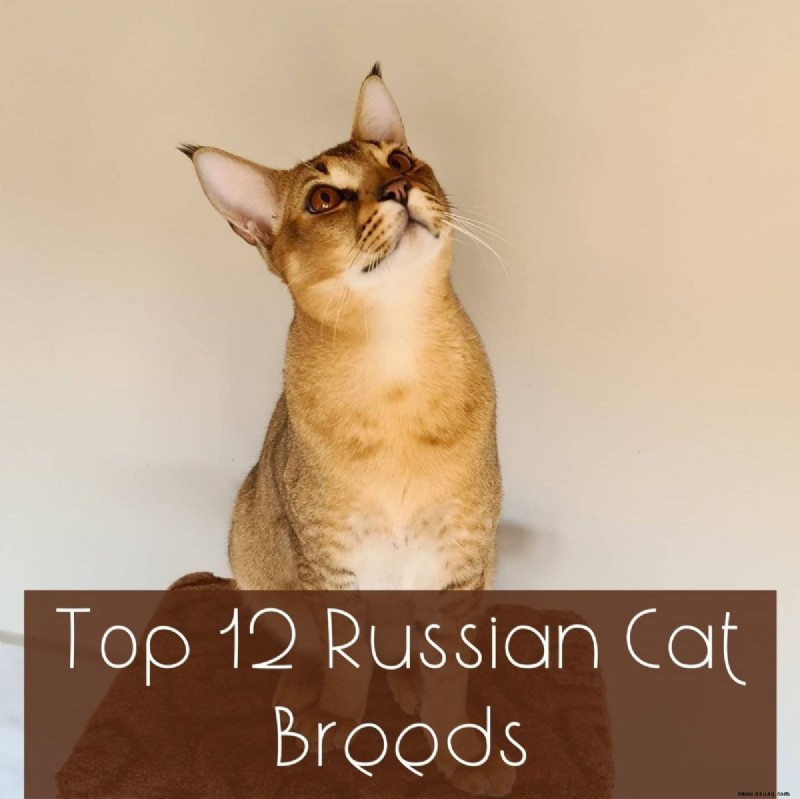 12 wunderschöne russische Katzenrassen 