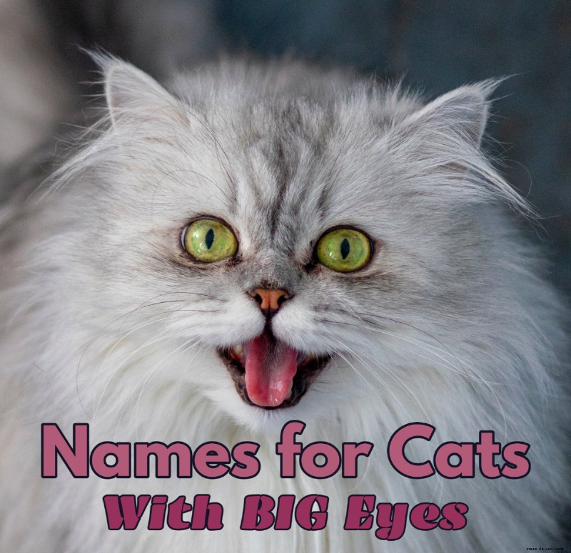 95 Namen für Katzen mit großen Augen 